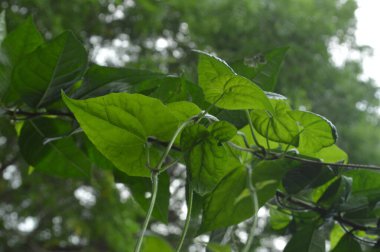 A close-up photograph of fresh green leaves, showcasing nature's intricate details in a bright, daylight setting. The vibrant foliage emphasizes growth, vitality, and the serene beauty of the natural world.