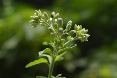 Fresh green plant with budding leaves and stems set against a blurred natural background, emphasizing growth and nature's beauty.