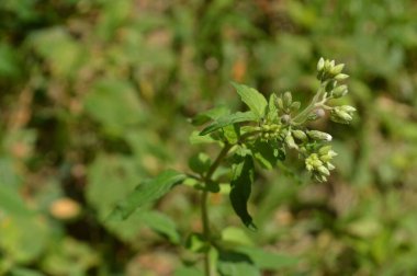 Vibrant image showing detailed green leaves against a lush, soft-focused background, illuminated by natural sunlight, showcasing the beauty and vitality of nature.