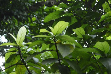 Vibrant image showing detailed green leaves against a lush, soft-focused background, illuminated by natural sunlight, showcasing the beauty and vitality of nature.