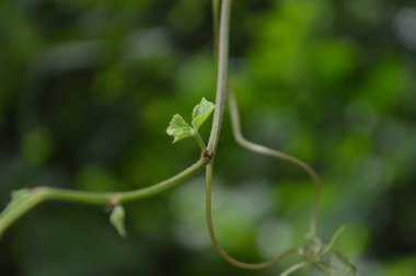 Vibrant image showing detailed green leaves against a lush, soft-focused background, illuminated by natural sunlight, showcasing the beauty and vitality of nature.