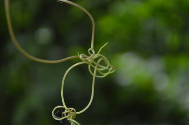 Vibrant image showing detailed green leaves against a lush, soft-focused background, illuminated by natural sunlight, showcasing the beauty and vitality of nature.