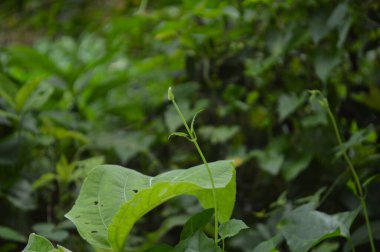 A close-up photograph of fresh green leaves, showcasing nature's intricate details in a bright, daylight setting. The vibrant foliage emphasizes growth, vitality, and the serene beauty of the natural world.