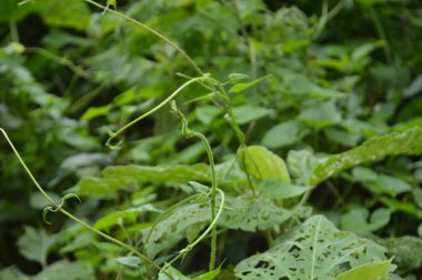 A close-up photograph of fresh green leaves, showcasing nature's intricate details in a bright, daylight setting. The vibrant foliage emphasizes growth, vitality, and the serene beauty of the natural world.