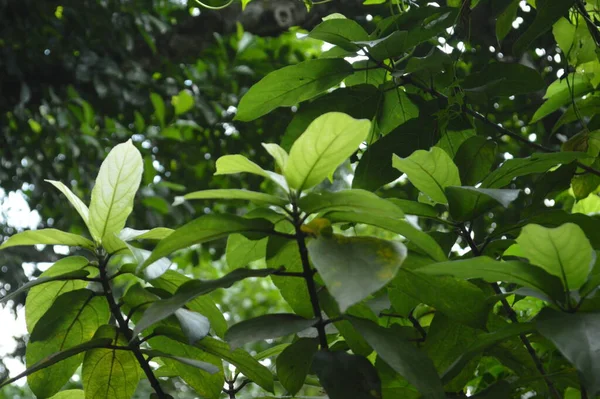 Vibrant image showing detailed green leaves against a lush, soft-focused background, illuminated by natural sunlight, showcasing the beauty and vitality of nature.