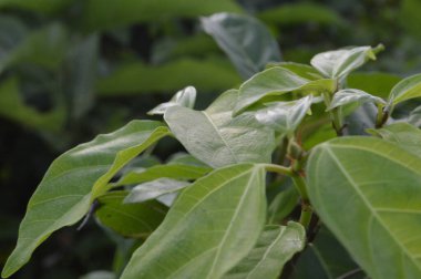 gündüz açık havada yeşil bitkilerin yakın