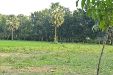the landscape of rice fields in the countryside