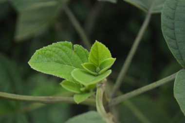close up of green leaf in the daytime