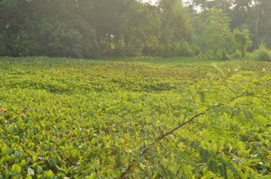 Ormanda yeşil çimenler