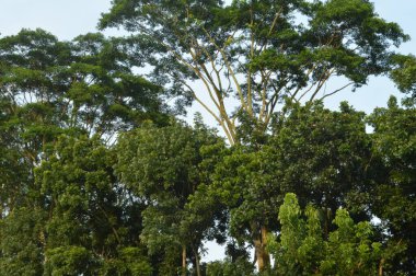 Ağaçtaki yeşil yapraklar doğada, bitki örtüsü