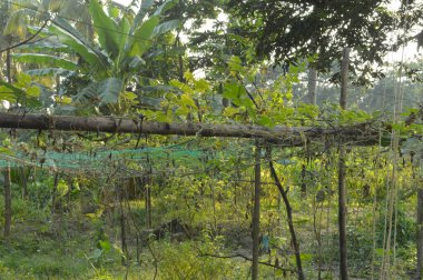 Ağaç ormanda yetişir.