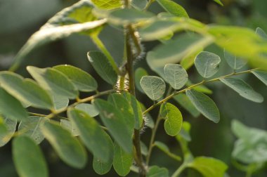 Bahçedeki bitkinin yeşil yaprağı