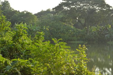 Bahçedeki yeşil ağaçlar.