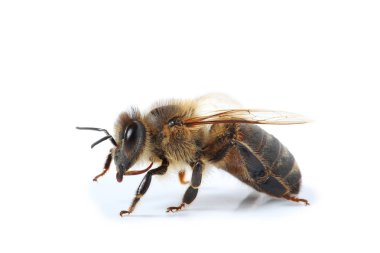 Arı beyaz arkaplanda izole edildi
