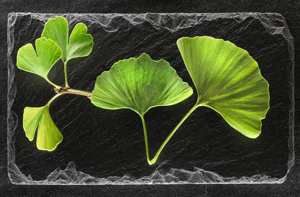 Siyah Arkaplanda Ginkgo — Stok fotoğraf