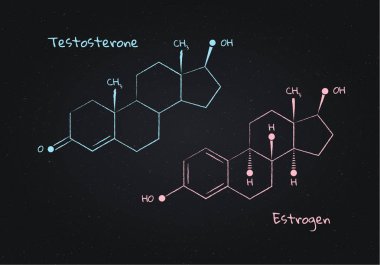 Vektör testosteron ve estrogen yapı Banner illüstrasyon seti. Mullerian hormonları. Beyaz tebeşir hatları tahta arka planda izole. İlaç, eğitim, Medikal için tasarım elemanı.