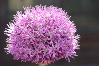 Bahçede soğan çiçeği