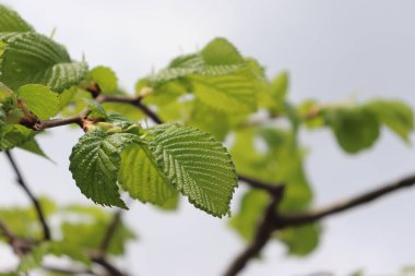 Genç karaağaç mavi gökyüzüne karşı