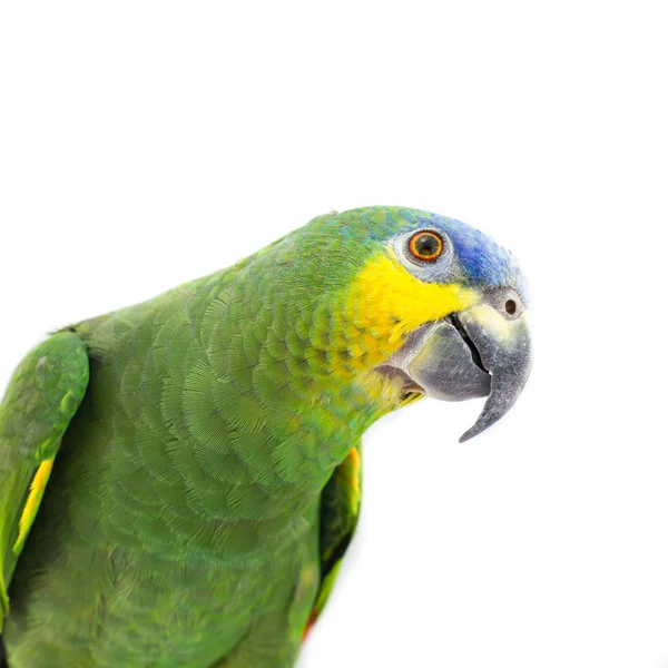 Orange Skrzydlata Amazon Parrot Portret — Zdjęcie stockowe
