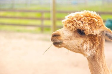 Arka planda çit ile Kahverengi alpaka baş portresi