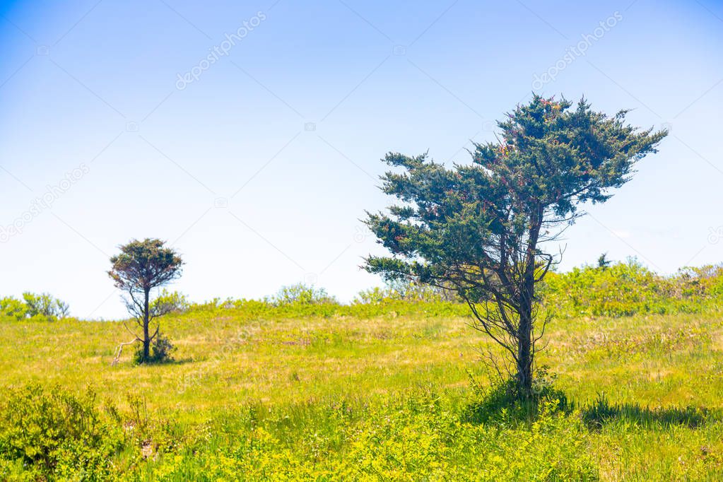 Wind-blown trees by the ocean in a field of grass