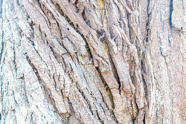 Textura de corteza de árbol de color claro — Foto de Stock