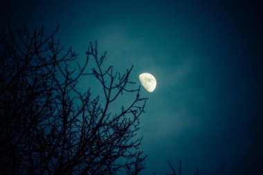 Kış çam ağacı üstleri üzerinde yarım ay