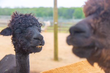 Kahverengi alpakaya bakan siyah alpaka