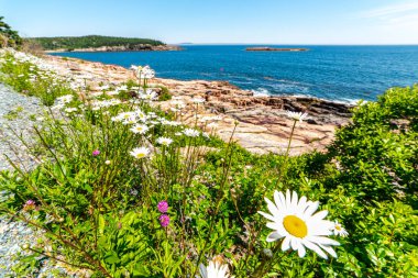 Acadia Ulusal Parkı Atlantik Okyanusu önünde papatya sırası, Maine, ABD