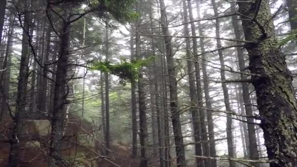 Egy Séta Sivár Ködös Erdőben Acadia National Park Maine Usa — Stock videók