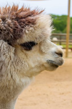 Başında kahverengi olan beyaz alpaka