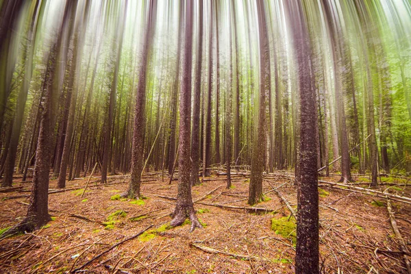 Hareket bulanıklığı ağacı tepeleriyle orman büyümesi — Stok fotoğraf