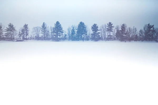 暴风雪中沿路的树木行 — 图库照片