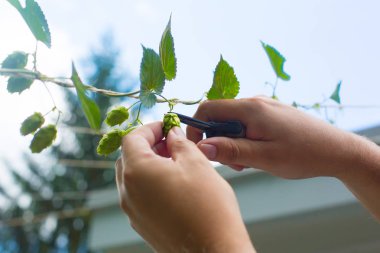 Hops plants being clipped off a vine clipart
