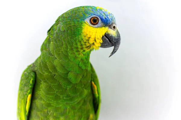 Orange geflügelte Amazonen Haustier Papagei Vogel Porträt — Stockfoto