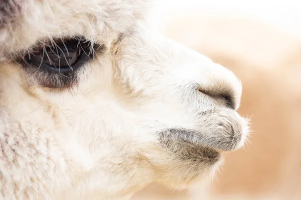 White alpaca with black eyes portrait closeup of face — Stock Photo, Image