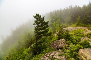 Acadia Milli Parkı, Maine arka planda sis ile dağın tarafında Çam ağacı