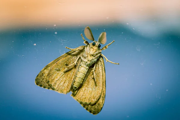 Close-up van de onderkant van een mot — Stockfoto