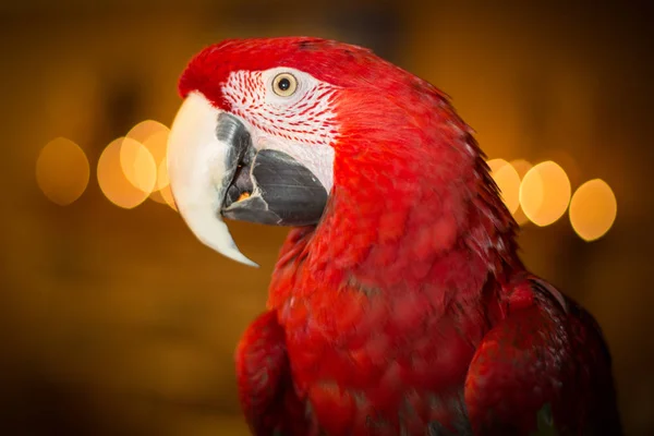 Greenwinged macaw pet parrot inside home with lights in background — Stock Photo, Image