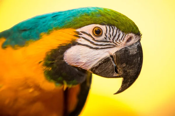 Blue and gold macaw pet parrot bird