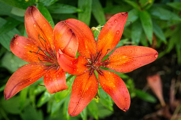 Morning star lilies with fresh morning dew — Stock Photo, Image