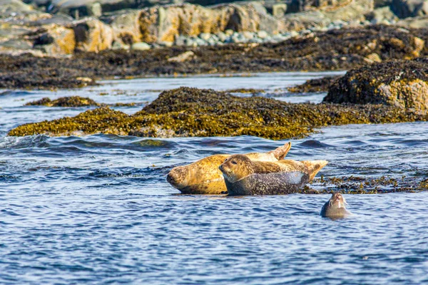 Harbor seals resting in shallow waters in Maine, USA Stock Photo