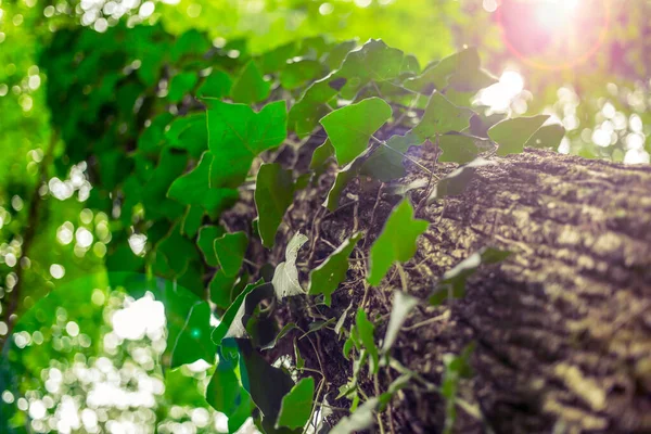 Large tree trunk with natural ivy growing around it — Stock Photo, Image