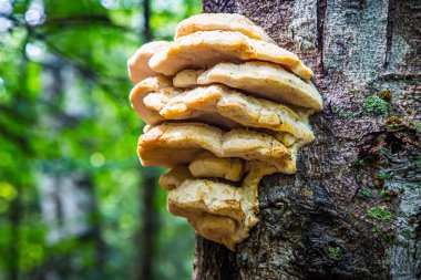 Laetiporus sulphureus bracket fungus namı diğer 