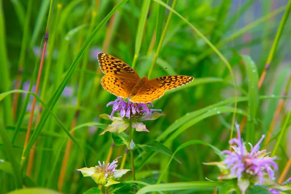 Перламутровий рядовий метелик на фіолетовій квітці — стокове фото