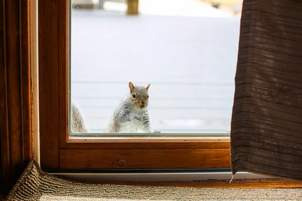 Squirrel looking inside home through slider door — Stock Photo, Image