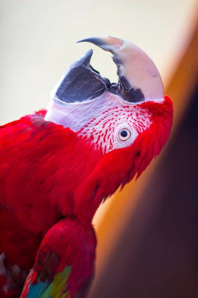 Green-winged macaw parrot pet looking up