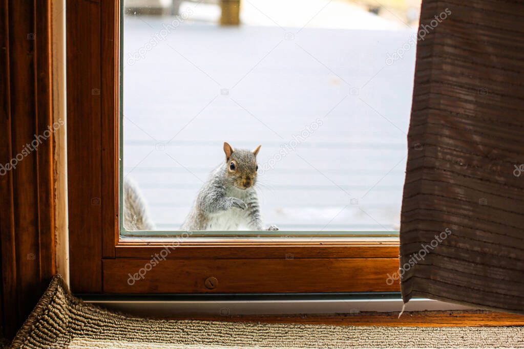 Squirrel looking inside home through slider door