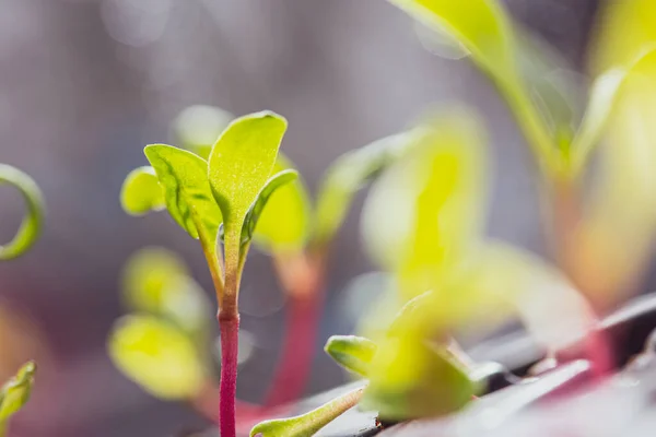 Bunch Baby Beet Plants Growing Garden — Stock Photo, Image