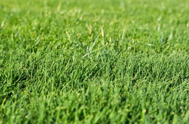 Parlak yeşil çim zemin bahar alanı.